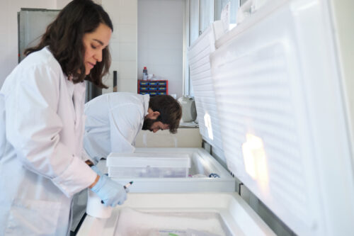 Two young researchers storing samples in the laboratory freezer.