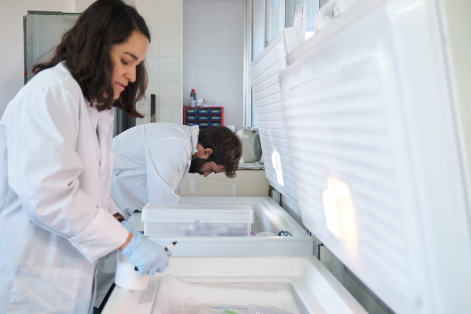 Two young researchers storing samples in the laboratory freezer.